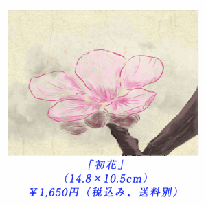 「初花」