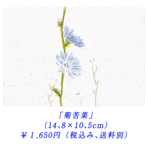 「菊苦菜」